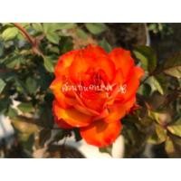 ราคา กุหลาบหนูสีส้มทอง (Ring of fire) (4914959441)