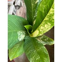 ราคา เศรษฐีวิลสันด่าง Dieffenbachia ไม้มงคล ไม้ประดับ ส่งต้นตามภาพพร้อมกระถาง 10 นิ้ว (1ต้น/แพค)ไม่รวมกับต้นอื่นๆ (10927199099)