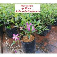ราคา ต้นม่วงมงคล ราคา 65 บาท (มีราคาขายส่งค่ะ) (6219747816)
