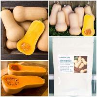 ราคา ( 1 ออนซ์) เมล็ดพันธุ์ บัตเตอร์นัท Waltham Butternut Squash Seed ประมาณ 250-300 เมล็ด (3315776644)