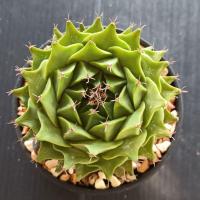 ราคา กลีบกระทง, กระบองเพชร (Obregonia denegrii) 7 ซ.ม. (7079048754)