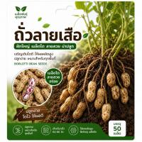 ราคา เมล็ดพันธุ์ ถั่วลิสงลายเสือ (42530873932)