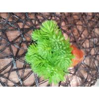 ราคา สาหร่ายขนนกเขียวส่งพร้อมกระถางดินเผา ใช้ประดับต่างๆตู้ปลาสวยงาม (29433420788)