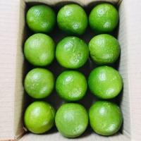 ราคา มะนาวไร้เม็ดปลอดสาร แพ็คละ12ลูก(Limes, tablets, free from substances, 12 pieces per pack) (4235106385)
