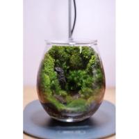 ราคา Terrariumสวนขวดแก้ว สวนมอส. (24327370096)