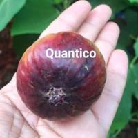 ราคา Figs ต้นมะเดื่อฝรั่ง พันธุ์ Quantico โตพร้อมให้ลูกแล้ว กระถาง 10 นิ้ว ลำต้นสูง 70-80 ซม (9703332167)