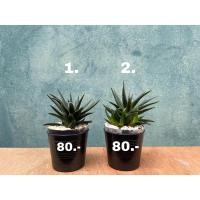 ราคา กระบองเพชรฮาโวเทีย Haworthia ใบแหลม (8012661646)