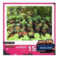 ราคา ปลาไหลเผือก ต้นปลาไหลเผือก (7035779688)