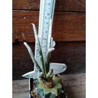 ราคา คาปุดเมดูซ่าแคสตัส cactus (17469288210)