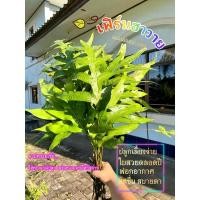 ราคา เฟิร์นฮาวาย ต้นไม้ฟอกอากาศ ตัดสดพร้อมส่ง (9868538506)