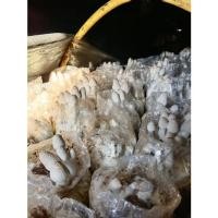ราคา เห็ดโคนน้อย ก้อนเห็ดโดคนน้อย ก้อนเปิดดอก (15636601138)