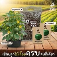 ราคา ชุดปลูกฟักทองญี่ปุ่น เซตปลูกไม้เลื้อย4 พร้อมเมล็ดพันธุ์ออร์แกนิค เมล็ดพันธุ์หายาก เมล็ดพันธุ์นำเข้า ปลูกผักเอง สวนผัก (48756660446)