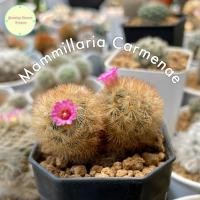 ราคา [ MAMM7.2 ] Mammillaria Carmenae คามิเน่ แมมคามิเน่ แคคตัส กระบองเพชร แมมมิลาเรีย แมมมิลลาเรีย ไม้ชำหน่อ ไม้เมล็ด (25732591660)
