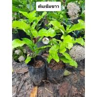 ราคา ต้นเข็มขาว เข็มขาว ดอกหอม (27709520473)