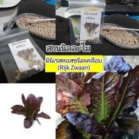 ราคา เมล็ดพันธุุ์ผักสลัด เรดคอสชนิดเคลือบ20เมล็ด(มีเก็บเงินปลายทาง) (5378161577)