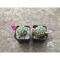 ราคา แมมชูแมนหนามเดี่ยว เมล็ด ชูแมน เมล็ดชูแมน ชู แมน แมมชูแมนนิไอ mam shumanii mammillaria m. กระบองเพชร แคคตัส cactus seed (18238046346)