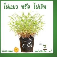 ราคา ต้นไผ่แมว ไผ่แมว หรือ ไผ่เงิน พุ่มสวยๆ อาหารแมว ต้นหญ้าเเมว ไผ่แมวกิอน หญ้าหมาะสำหรับแมว สุนัข กระต่าย พืชสำหรับแมว (18082901245)