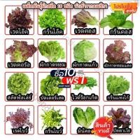 ราคา เมล็ดพันธุ์สลัดอินทรีย์ ผักสลัด 20-300เมล็ด มีคู่มือการปลูก ผักกาดหอม ร็อคเก็ต โอ๊ค คอส ฟิลเลย์ เรดคอรอล (10 แถม 1) (29670892629)
