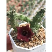 ราคา เก๋งมังกร ดอกแดง stapelianthus insignis เก๋งจีน กระบองเพชร (19757815978)