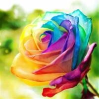 ราคา เมล็ดพันธุ์กุหลาบสีรุ้ง15เมล็ด (9938372444)