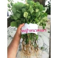 ราคา หญ้าหนวดแมวตำแยแมวกัญชาแมว (26050961139)