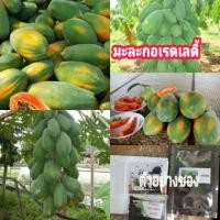 ราคา เมล็ดพันธุ์มะละกอเรดเลดี้ กินสุก หวานอร่อย บรรจุ 50 เมล็ด (6532093533)