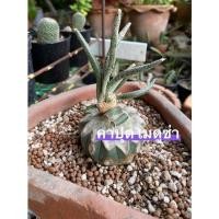 ราคา คาปุด เมดูซ่า แคคตัส cactus / Astrophytum caput-medusae (9471599252)