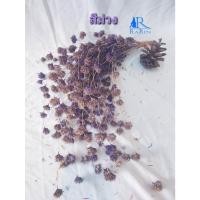 ราคา Rarinดอกไผ่ห้วยลึกดอกไผ่ย้อมสี (สีม่วง) ดอกไม้เมืองหนาว สำหรับตกแต่บ้าน งานแต่ง เป็นพร๊อพถ่ายรูป (9696733051)