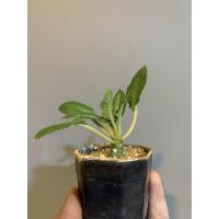 ราคา มะพร้าวทะเลทราย (Dorstenia foetida) กระถาง 2 นิ้ว (9943802267)
