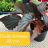 ราคา บีโกเนีย ใบมังกรแดง ไม้ประดับสวยงาม (5619680882)