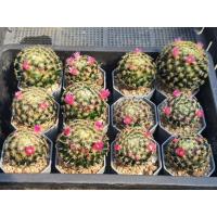 ราคา แมมขนนกเหลือง ดอกสีชมพู 12 ต้น (Mammillaria Schiedeana) (29486207167)
