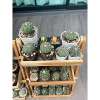 ราคา แคคตัสแอสโตรไฟลัม (41106102308)