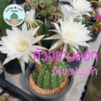 ราคา ิอิชินอฟนูฟต้า Echinopsis subdenudata Cactus แคคตัส กระบองเพชร (15479902607)