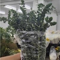 ราคา ใบยูคาลิปตัสใบกลม เกรดพรีเมียม สีสวย กลิ่นหอม กรุงเทพฯ และปริมณฑล (45855408738)