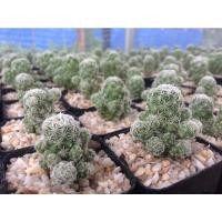 ราคา แมมตุ๊กตา mammillaria gracilis ดอกขาว แมมตุ๊กตาญี่ปุ่น (9278980451)