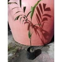 ราคา ต้นปาล์มหางกระรอก/หางหมาจิ้งจอก/Foxtail Palm ขนาดความสูง 90 ซม. (9967529771)