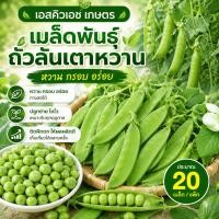 ราคา เมล็ดถั่วลันเตาฝักใหญ่ หวานกรอบ พันธุ์ผลผลิตสูงชาวไร่ 20 เมล็ด ปลูกกระถางและทุ่งนาได้ (52762091620)