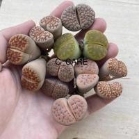 ราคา ไลทอปแฝด ไลทอปเดี่ยว ไลทอปมิกซ์ ไลทอปต้นใหญ่ๆ lithops mix (ทางร้านสุ่มให้นะคะ) (12301816877)