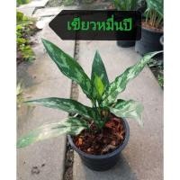 ราคา ต้นเขียวหมื่นปี​ ต้นไม้ฟอกอากาศ (1891464159)
