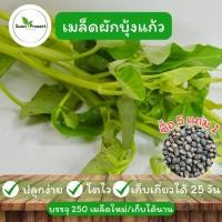 ราคา เมล็ดพันธุ์ ผักบุ้งแก้ว ผักบุ้งเย็นตาโฟ แบ่งขาย 250 เมล็ด (ซื้อ 5 แถม 1 คละได้ทั้งร้าน)✨ (57804391725)