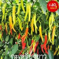 ราคา พริกกะเหรี่ยงยาว10แถม1ถูกที่สุด10 บ.เมล็ดพันธุ์พริกกะเหรี่ยงยาว 20-120 เมล็ดงอกง่ายผลดกมากอายุยืนเผ็ดมาก (52753269065)