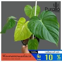 ราคา ต้นฟิโลเดนดรอน แม็คโดเวลล์ Philodendron Dean Mcdowell #ต้นไม้ด่าง #Variegated #Philodendron (13240207936)