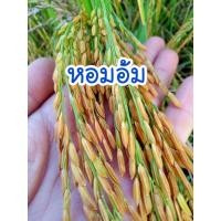 ราคา เมล็ดพันธุ์ข้าวเหนียวไร่ หอมอ้ม 150 เมล็ด (โปรดพิจารณาก่อนตัดสินใจ) (27672382427)