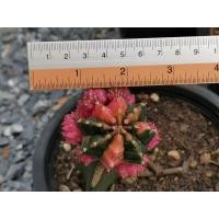 ราคา 03 - พิ้งไดมอนด์ ไม้กราฟ 1 ต้น Pink Diamond Gymno Cactus แคคตัส กระบองเพชร ไม้อวบน้ำ ไม้กราฟ ราคาถูก​ ยิมโน ยิมโนด่าง (8557901607)