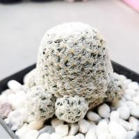 ราคา Mammillaria Duwei แมมดูไว ออกดอกเก่ง ติดตุ่มดอก (7779318259)