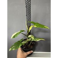 ราคา ต้นเงินไหลมาด่างเหลือง (Syngonium Aurea Variegated) ต้นจริงพร้อมส่ง (16504348612)