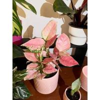 ราคา aglaonema super pink (11947993146)