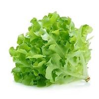 ราคา ผักสลัด กรีนโอ๊ค Green Oak Lettuce ต้นกล้าพร้อมปลูก กล้าละ 10 บาท (7690780701)