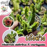 ราคา เก่งด่าง เก๋งจีนด่าง Huernia zebrina f. variegata กระบองเพชร ไม้อวบน้ำ succulent แคคตัส cactus (23867658077)