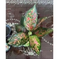ราคา ต้นวีนัส เศรษฐีกรุงเทพ อโกลนีมา ไม้มงคล (Aglaonema) (11285143512)